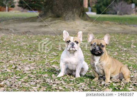 Two French Bulldogs 1468167