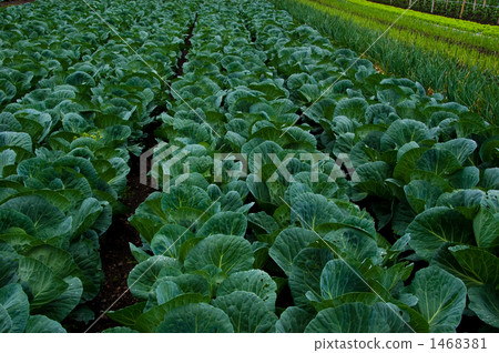 綠色令人眼花繚亂的白菜田 綠色令人眼花繚亂的白菜田 1468381