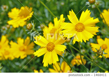 Wild grass · Okinawa keiki Asteraceae 1468411