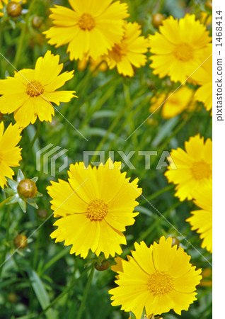 野草·沖繩keiki菊科 1468414