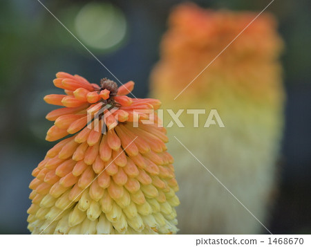 Kunifophia Norciae像燃燒一樣燃燒 1468670