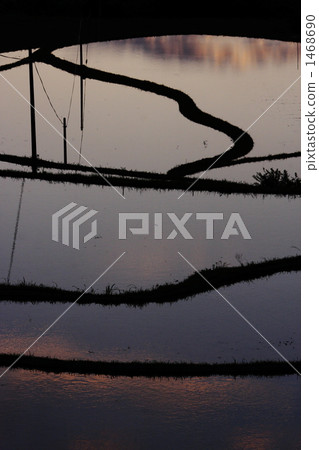 梯田 水面 水稻 1468690