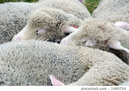 羔羊的打瞌睡 1468704