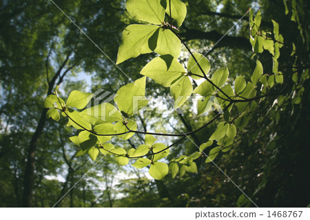 Young leaves at the fisheye lens 1468767