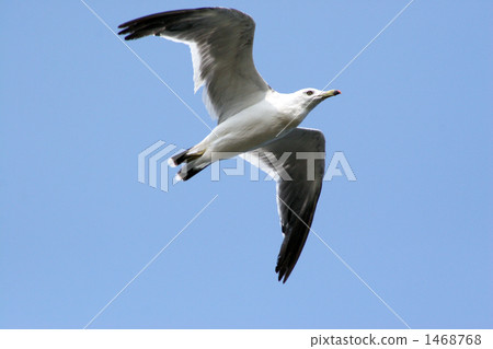 黑尾鷗 海鳥 鳥兒 1468768