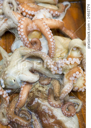 octopus 1468774