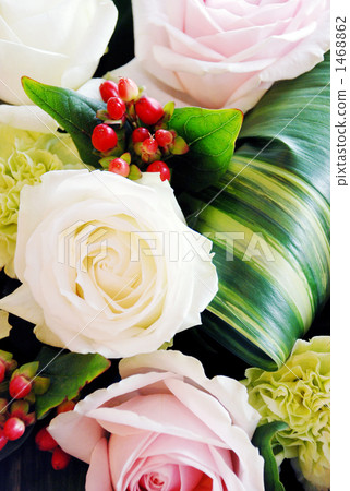 White and pink rose 1468862