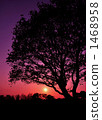 Silhouette 1468958