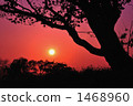 Silhouette 1468960