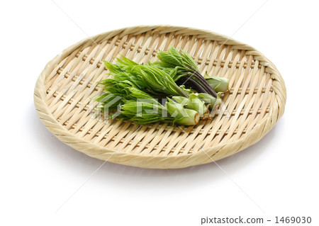 Coasiabra, wild plant 1469030