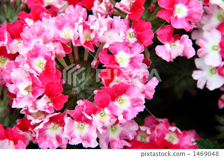 verbena, vervain family of plants, vibrant 1469048