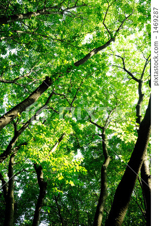 Tree of Kinutakoen 1469287