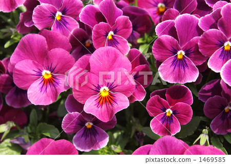 Pansy 04 1469585