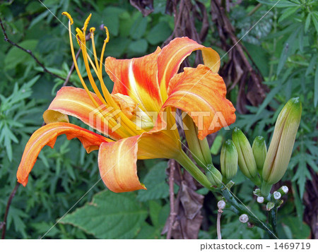 Yamanoko大像在Yamano上色了紅色 1469719