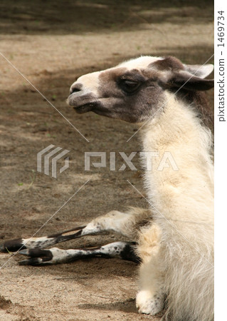 llama, herbivore, herbivorou 1469734