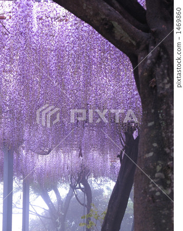  紫藤花 1469860