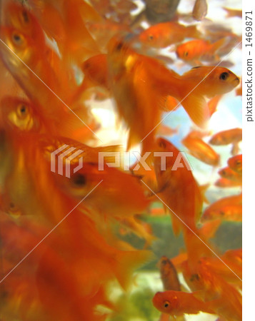 金魚 1469871