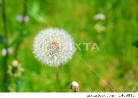 dandelion, soft and fluffy, seed 1469911