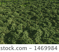 jungle, forest, wood 1469984