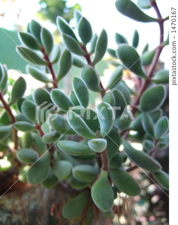 多肉植物（Rogelsea） 1470167