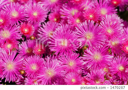 Matsubagiku bloom 1470287