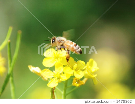 Honey bee 1470562