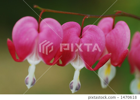 Spring Fairy 1470618