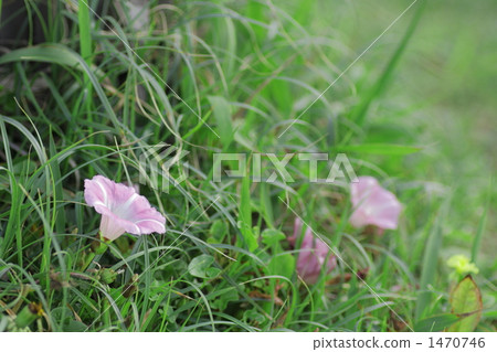 海濱假旋花 旋花植物 植物 1470746