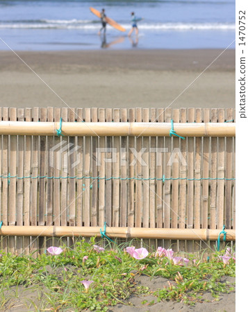 海濱假旋花 旋花植物 海岸 1470752