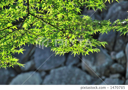 樹枝 楓樹 紅楓 1470785