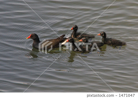 Parent and child of the van Parent and child of the van 1471047