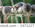 mouse, tail, draw-down 1471227