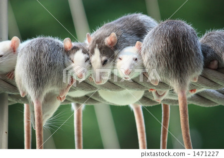 鼠標 尾巴 提取資金 1471227