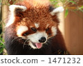 red panda, Ailurus, popular person 1471232
