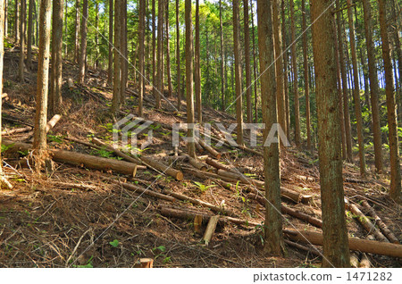 Thinning of larch forest 1471282
