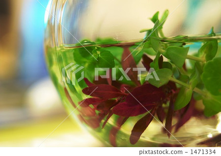 Water plants Water plants 1471334