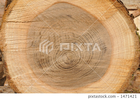 Inuenju annual ring Inuenju annual ring 1471421