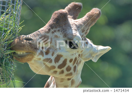網紋長頸鹿 東山動植物園 色調 1471434