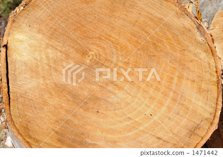 Bamboo grove ring 1471442