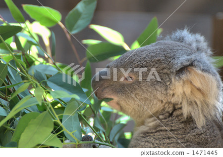 koala bear, koala, higashiyama animals and plants garden 1471445