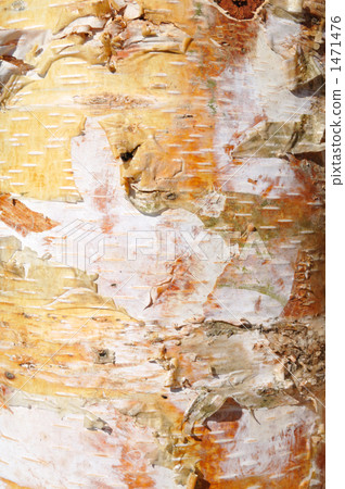 竹筍垂直 1471476