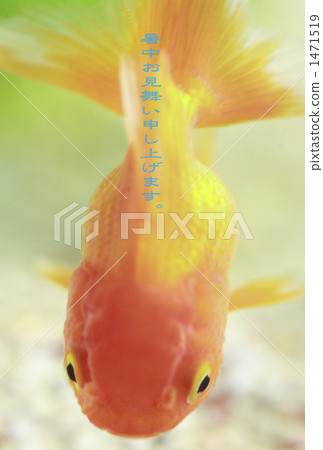 金魚 金魚 1471519