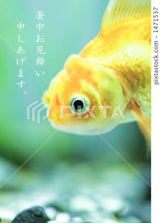 Goldfish Goldfish 1471537