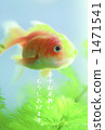 Goldfish   1471541