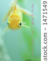 Goldfish   1471549