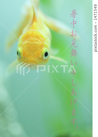 金魚 1471549