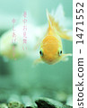 Goldfish   1471552