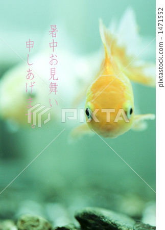 Goldfish   1471552