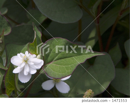 Yae dokudami 1471553