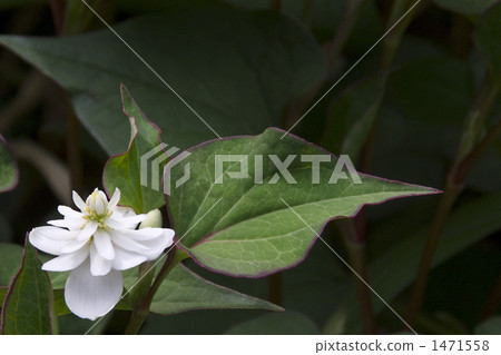 Yae dokudami Yae dokudami 1471558